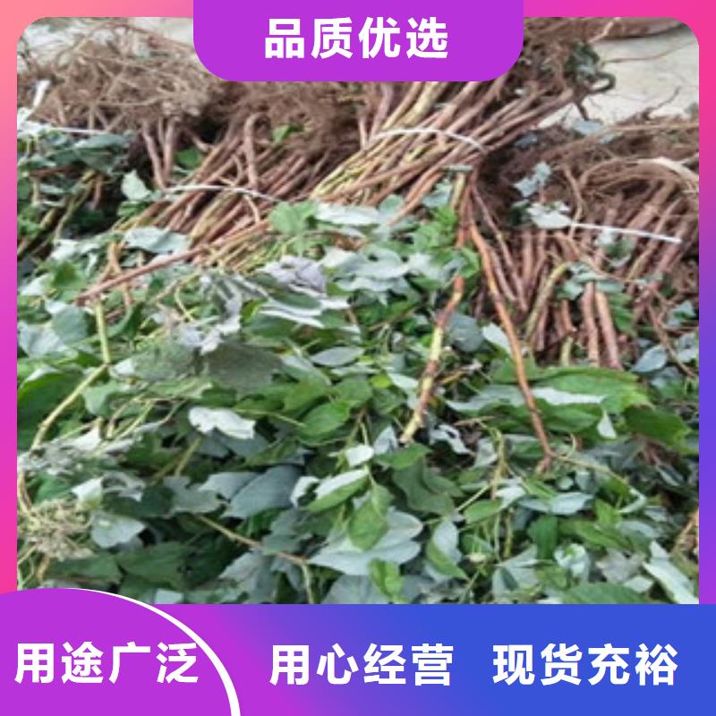 树莓苗_品类齐全