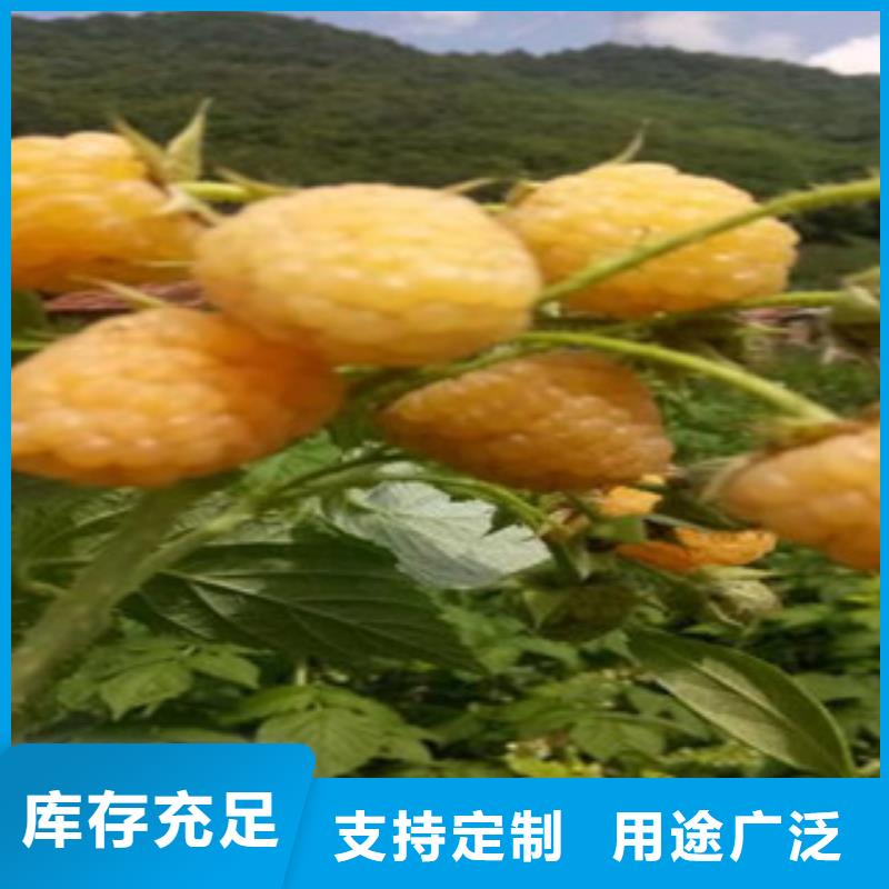树莓苗_品类齐全