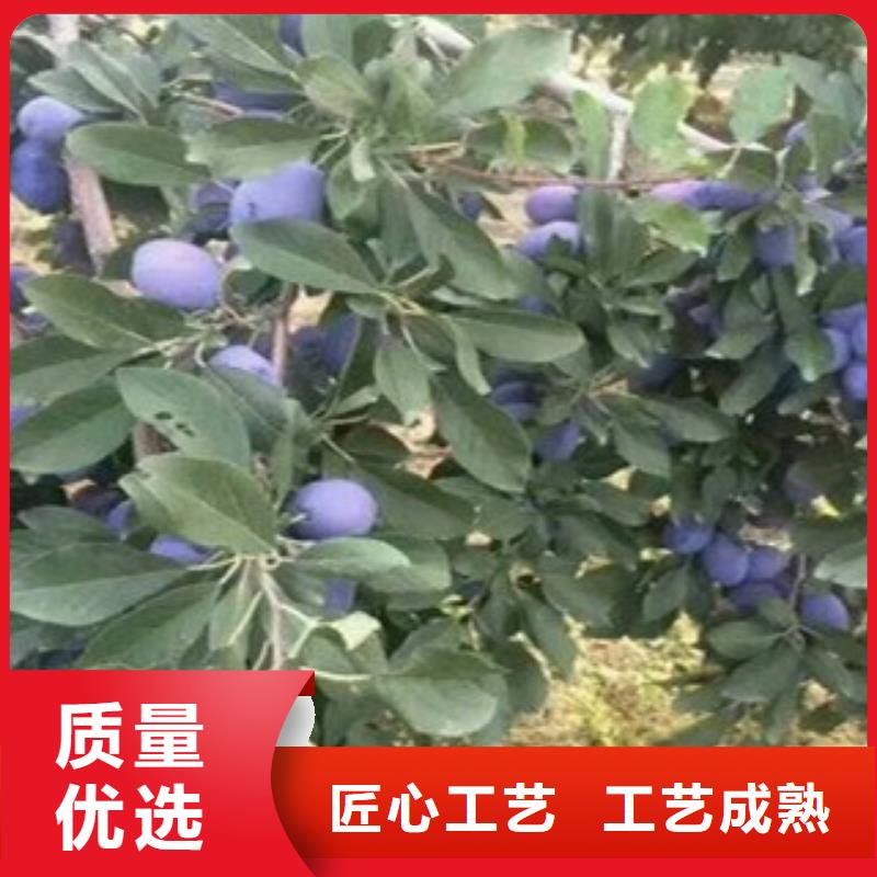 西梅苗让利新老客户