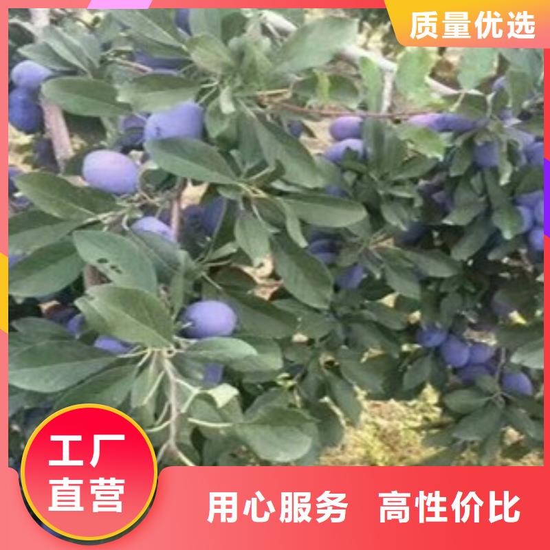 西梅苗、西梅苗生产厂家