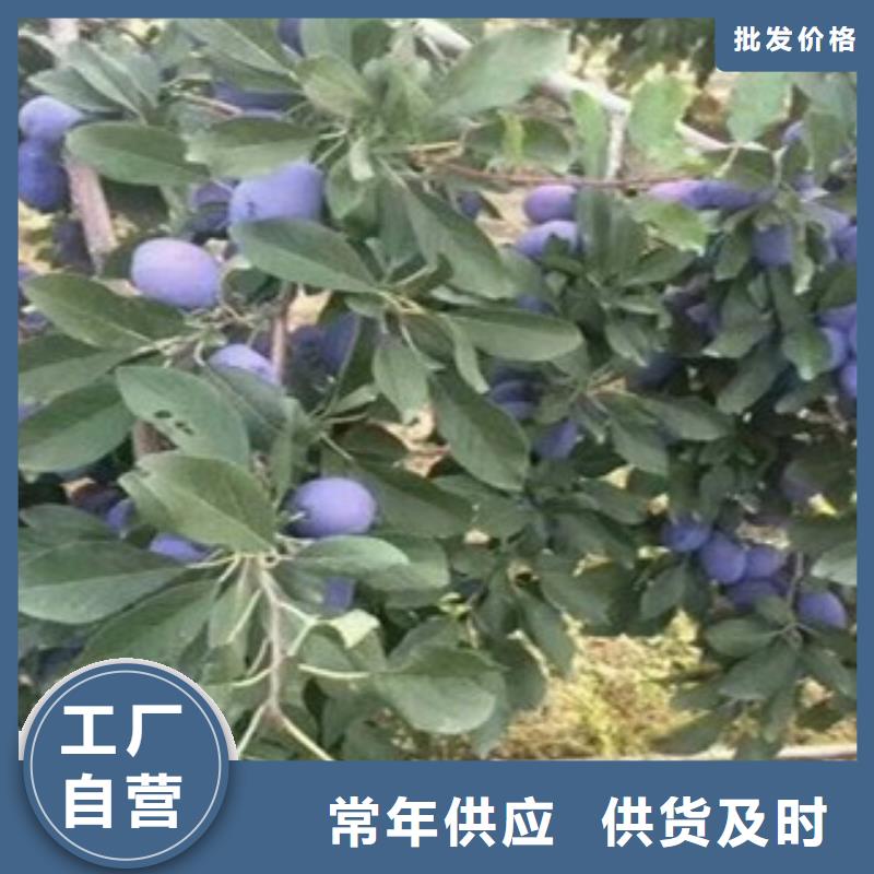 供应西梅苗_厂家/供应