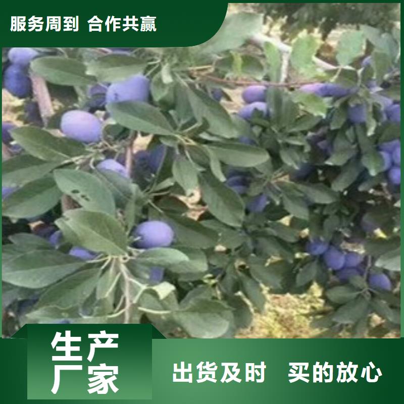 有现货的西梅苗实体厂家24小时下单发货