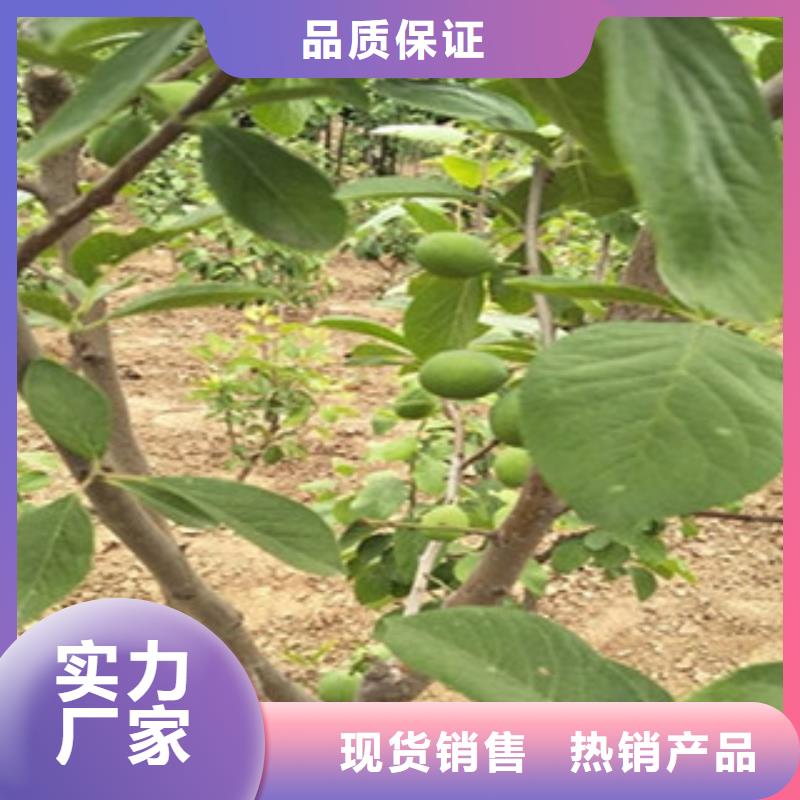 2025专业定制#西梅苗公司#欢迎咨询