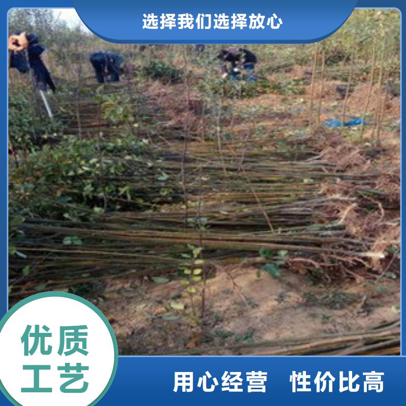 西梅苗资质齐全