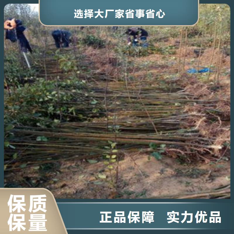 西梅苗加工效果好合作共赢
