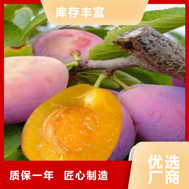 西梅苗为您节省成本产地工厂
