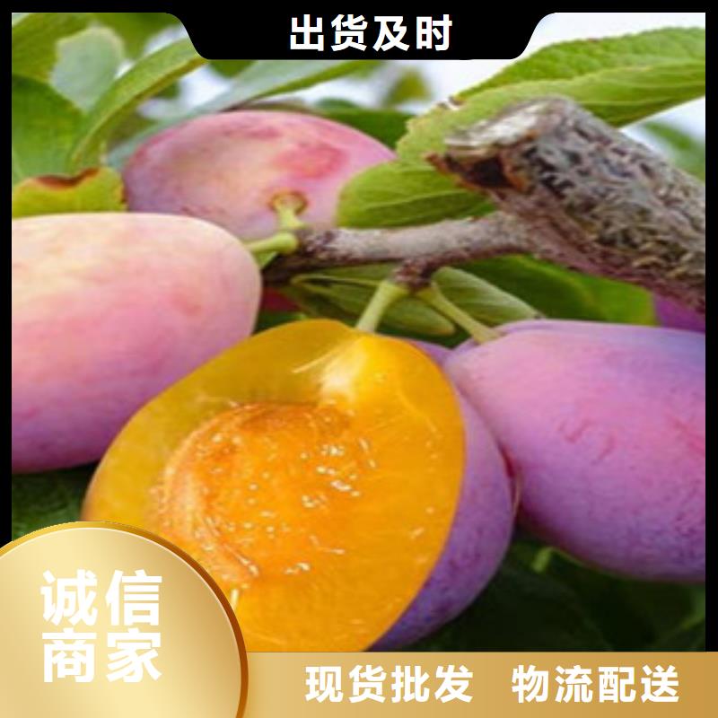 甄选：西梅苗供货商严选材质