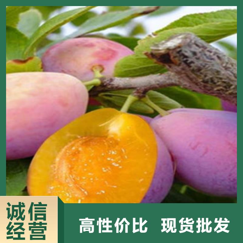 西梅苗、西梅苗厂家-型号齐全同城厂家