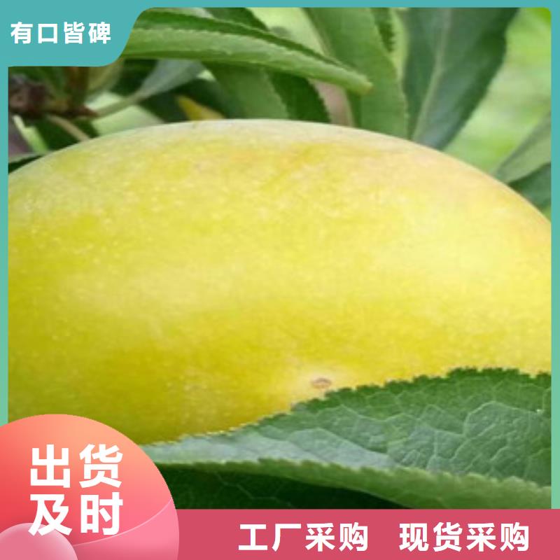 西梅苗、西梅苗生产厂家