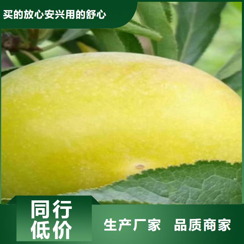 西梅苗企业-可接大单