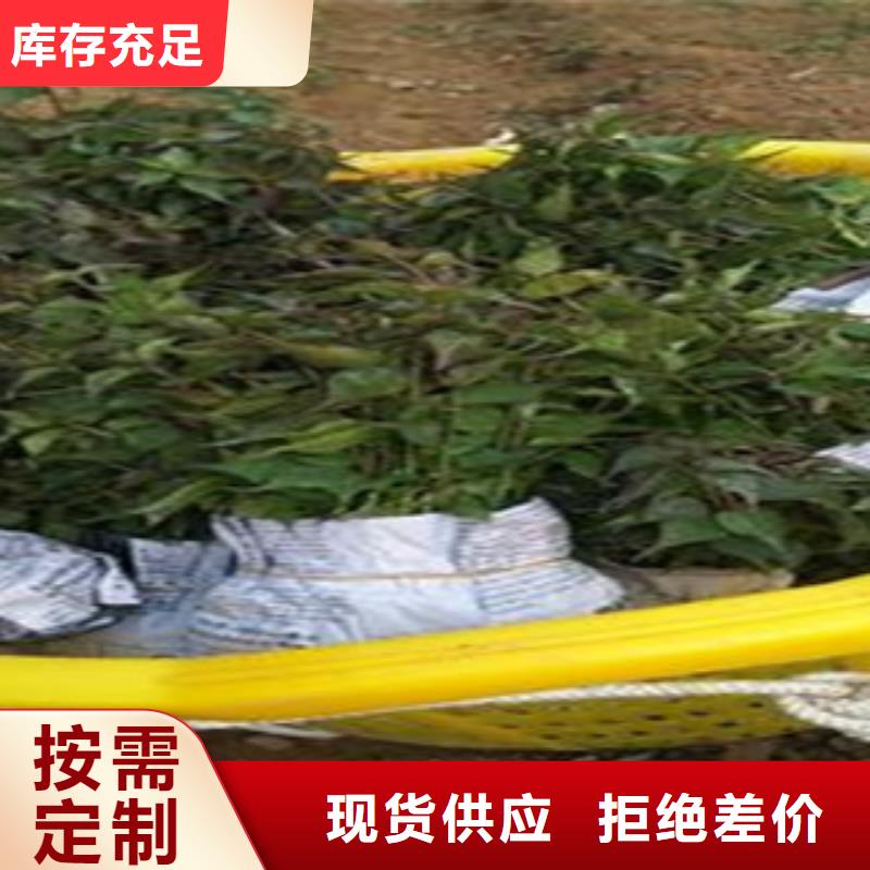 西梅苗验货合格让客户买的放心