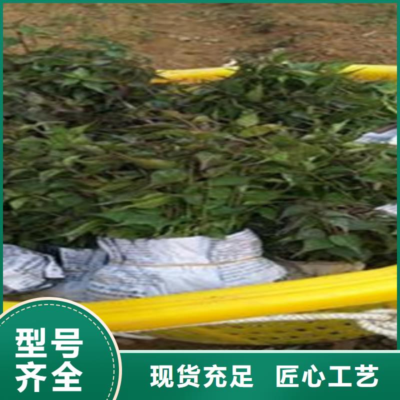 西梅苗有现货