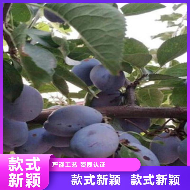 西梅苗-西梅苗实体厂家当地货源