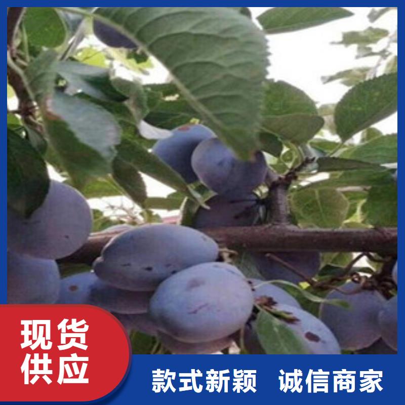 西梅苗多年专注