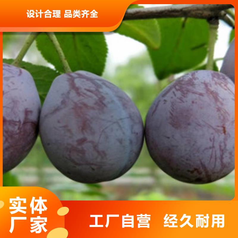 用户认可的西梅苗厂家购买的是放心