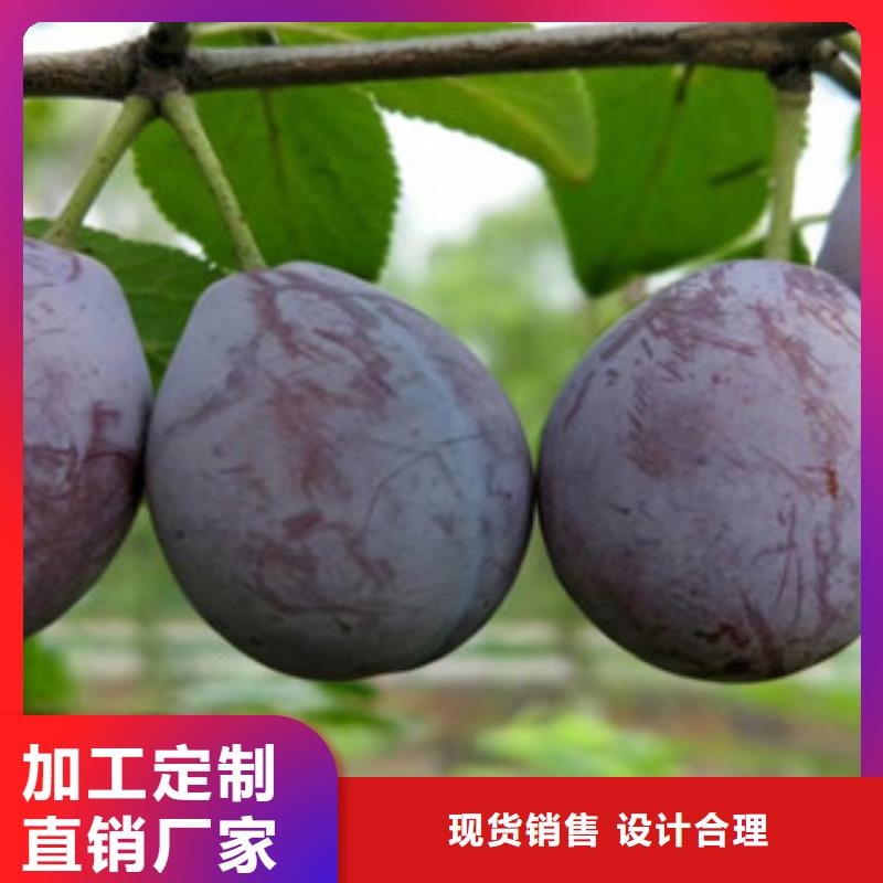 西梅苗资质齐全