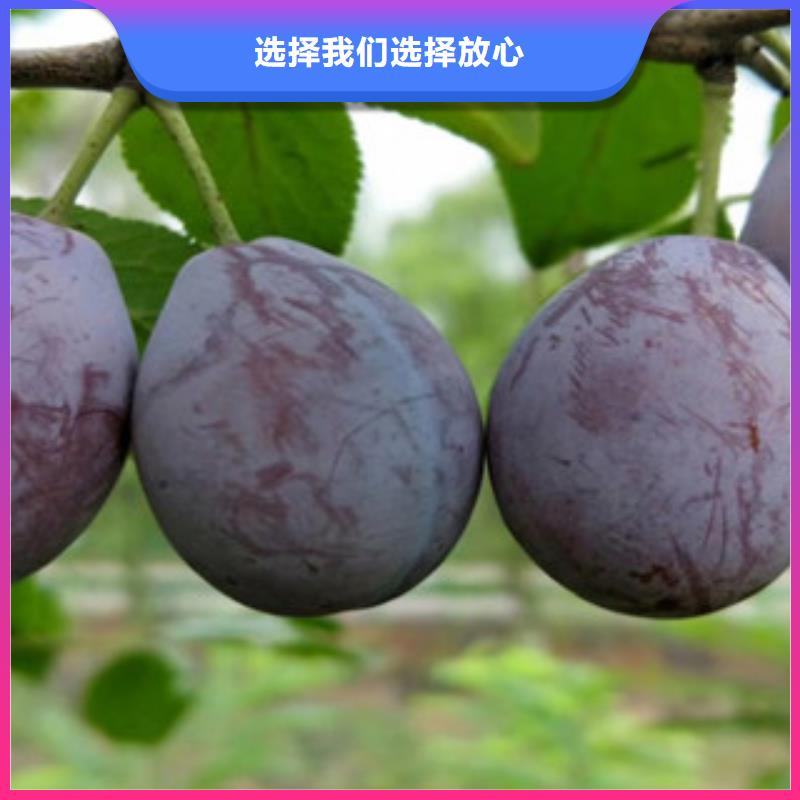 供应西梅苗的经销商本地公司