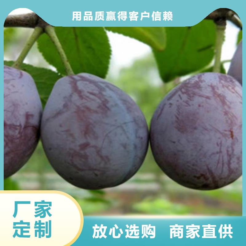 做西梅苗的生产厂家专业按需定制