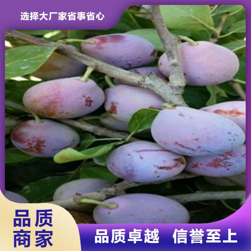 销售西梅苗_精选厂家