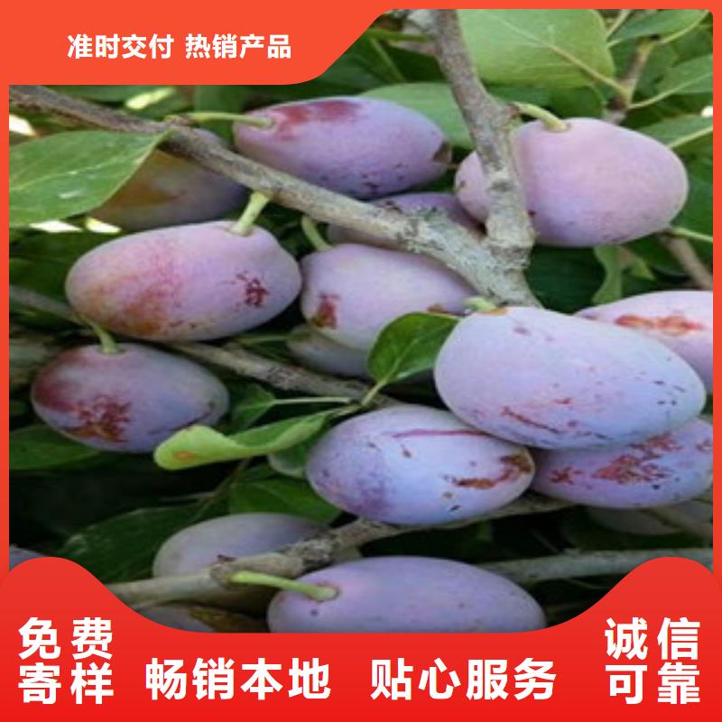 定制西梅苗的厂家