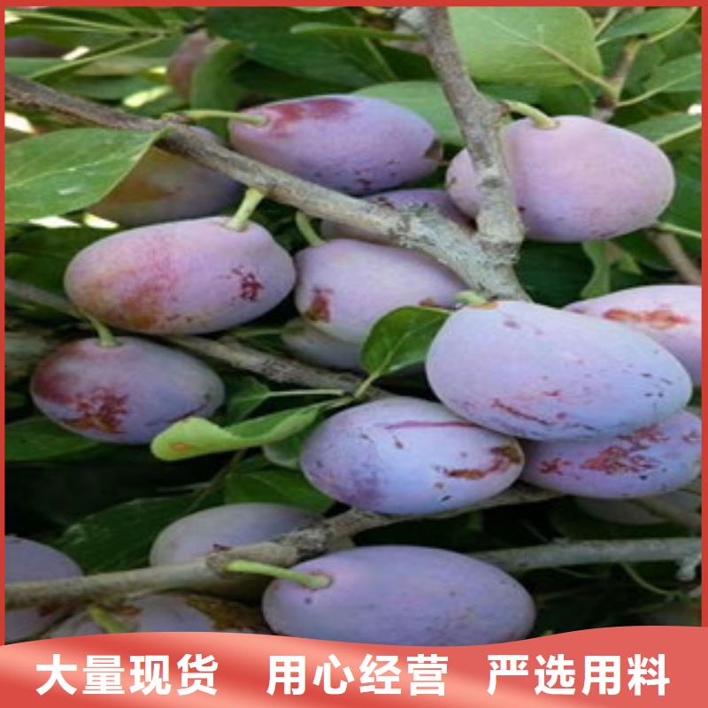 西梅苗口碑-兴海苗木种植合作社
