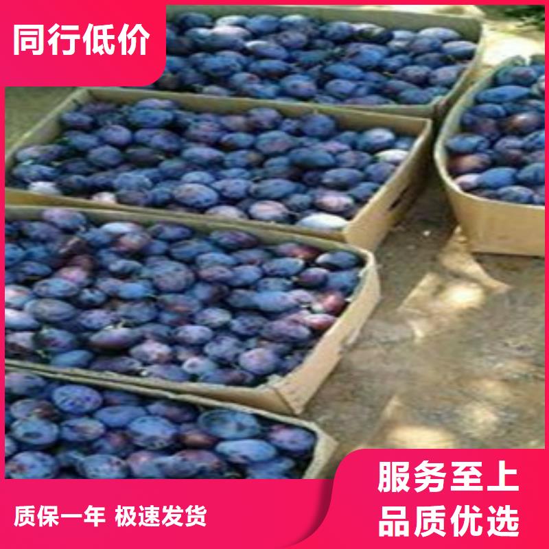 西梅苗2025畅销新品
