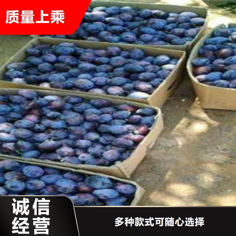 西梅苗品种多样多年行业积累