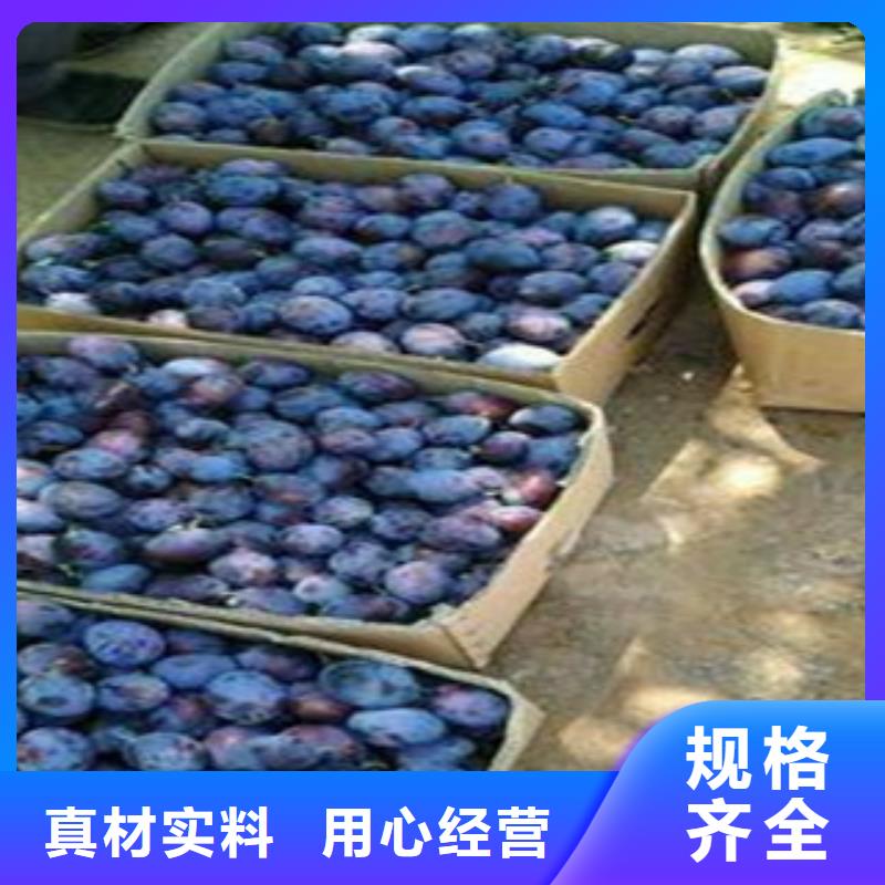 西梅苗多年专注