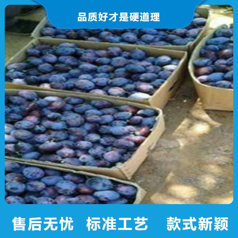 规格齐全的西梅苗销售厂家