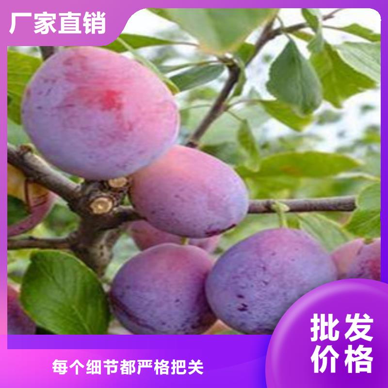 供应西梅苗_厂家/供应