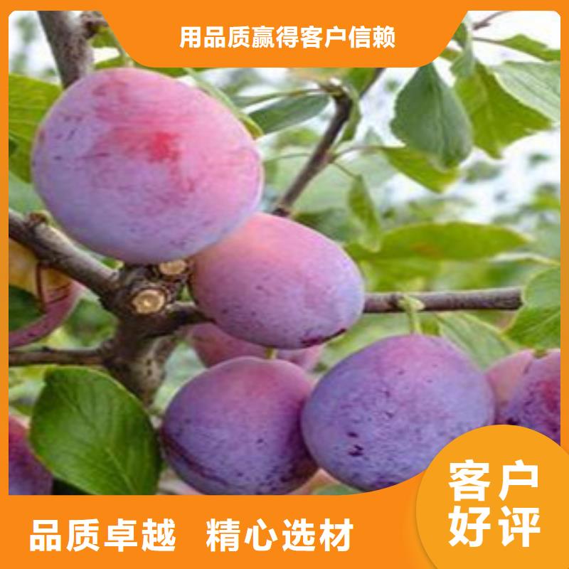 西梅苗工厂货源