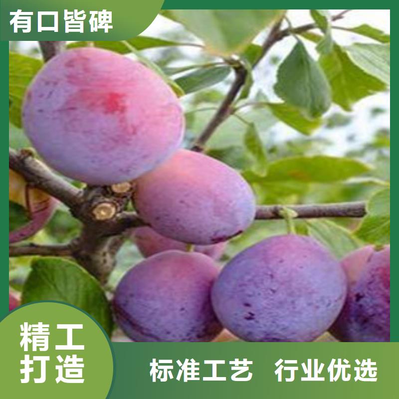 西梅苗让利新老客户