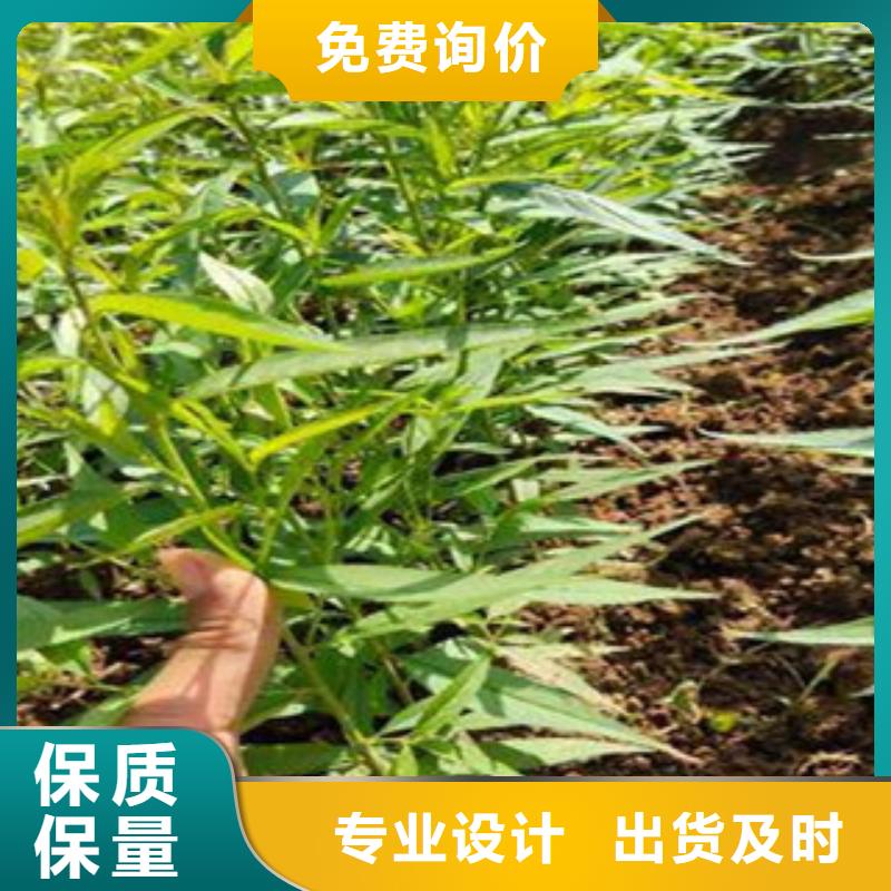 供应西梅苗_厂家/供应