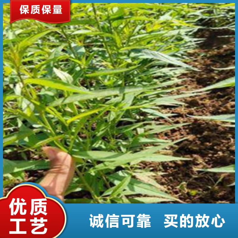 西梅苗企业-可接大单