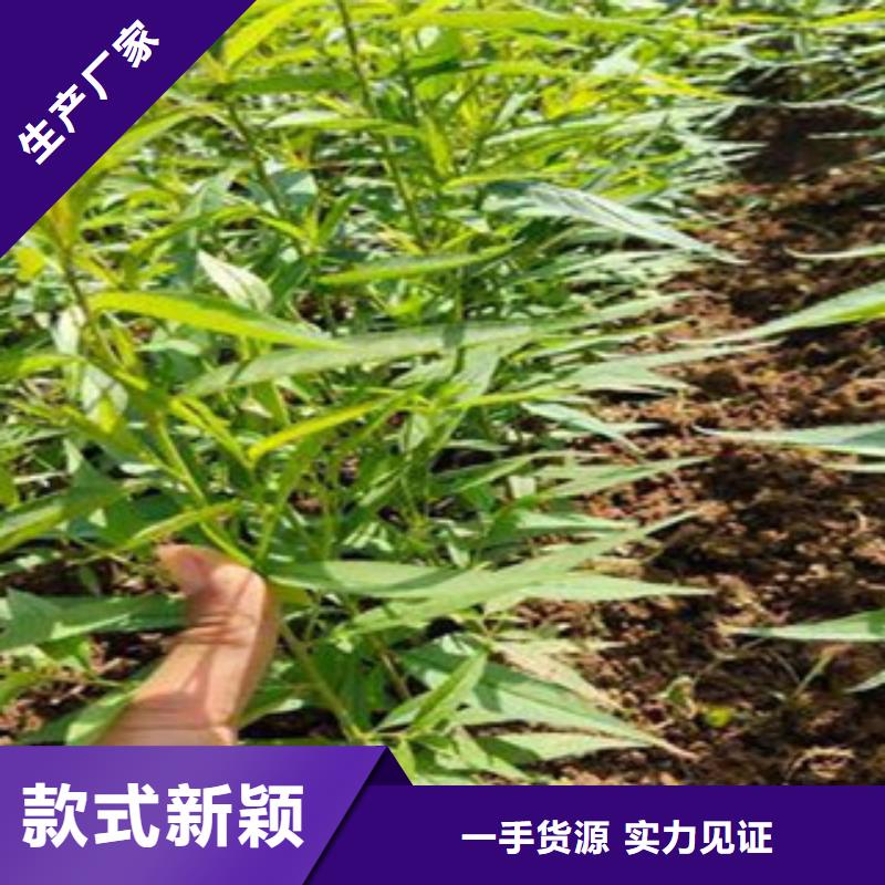 定制西梅苗厂家