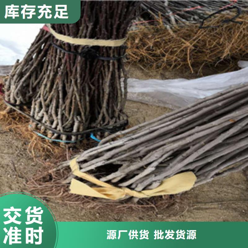 #西梅苗#欢迎来厂参观