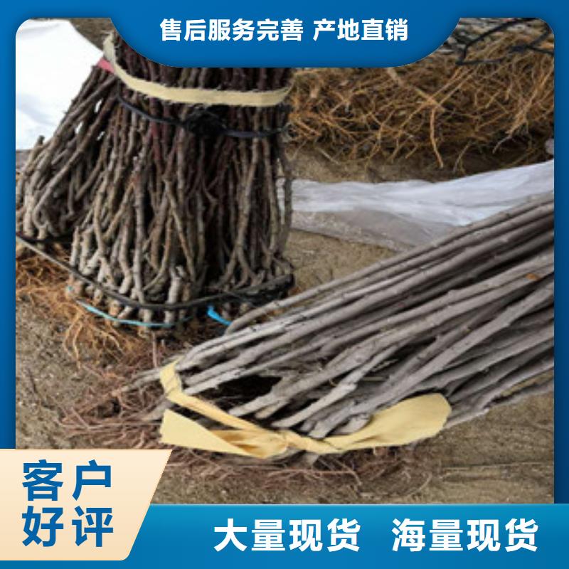 西梅苗实体厂家成本低