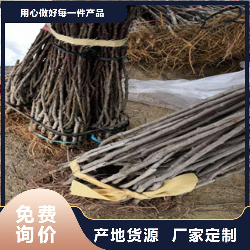 西梅苗-多年经验造就好品质