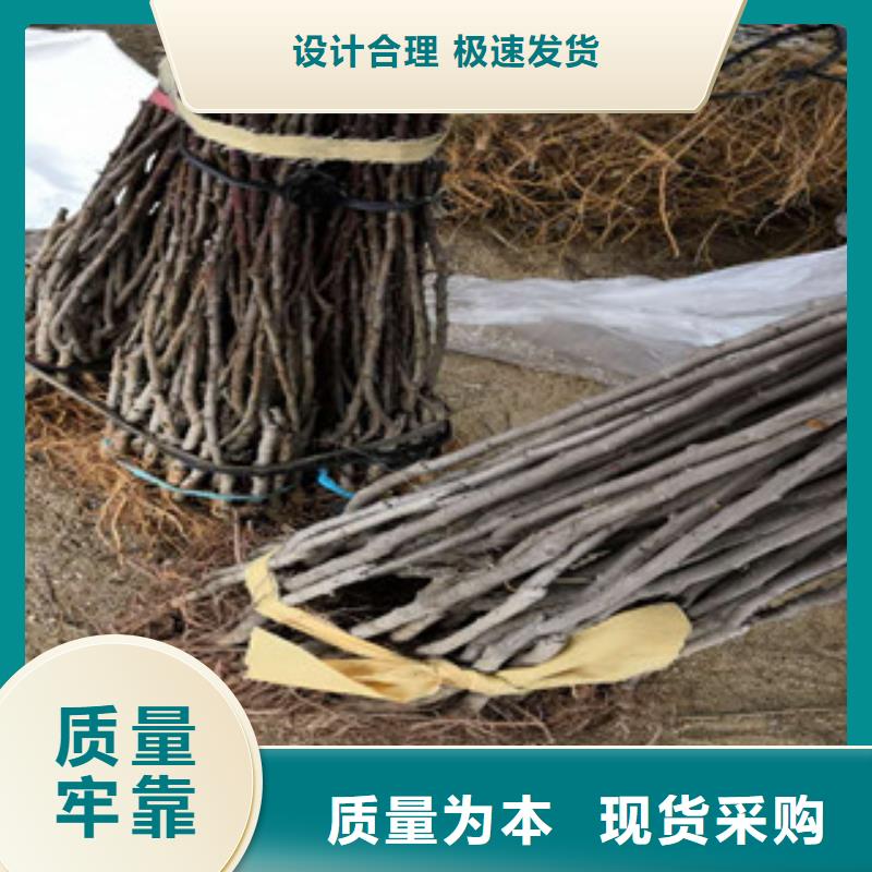 西梅苗多年专注