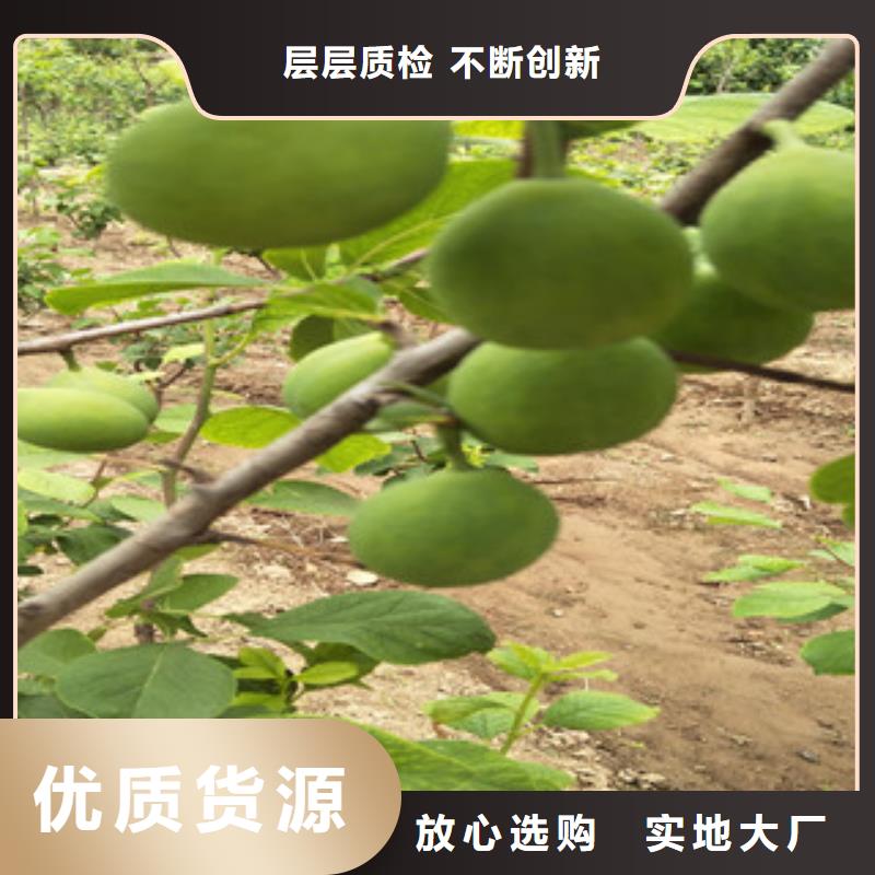 有现货的西梅苗生产厂家当地货源
