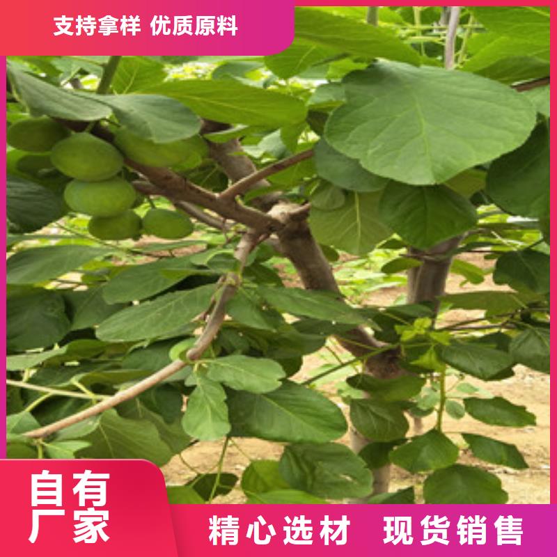 畅销的西梅苗生产厂家