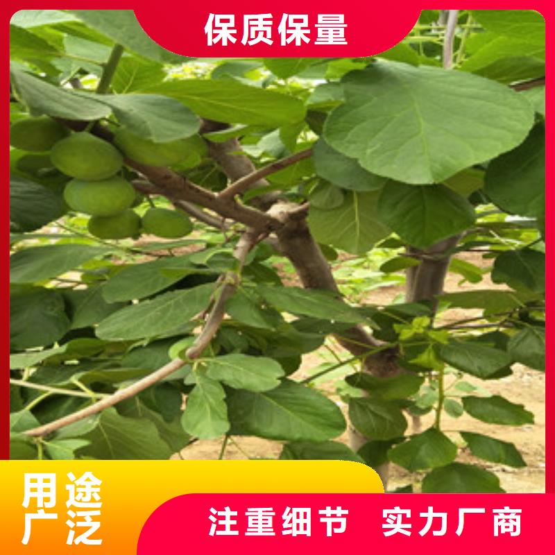 西梅苗、西梅苗出厂价匠心工艺