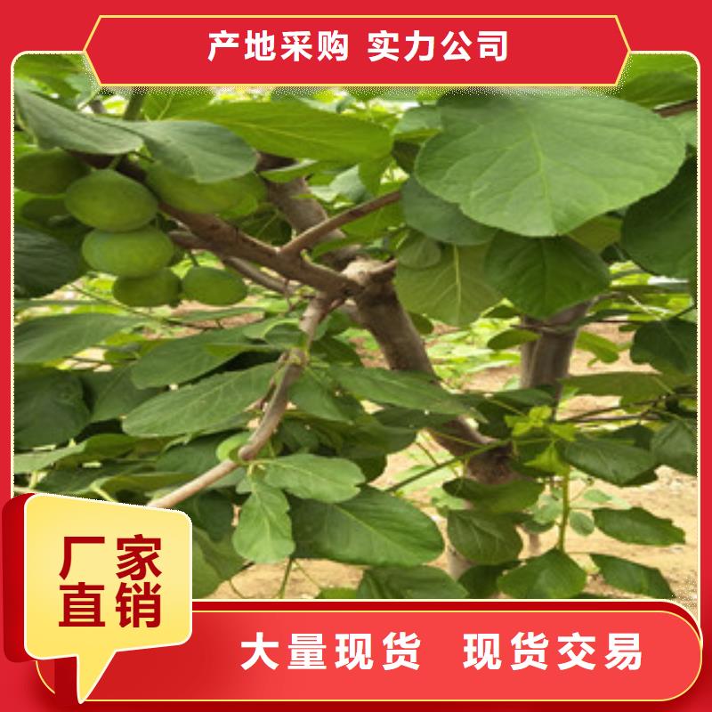 西梅苗价格实在工期短发货快