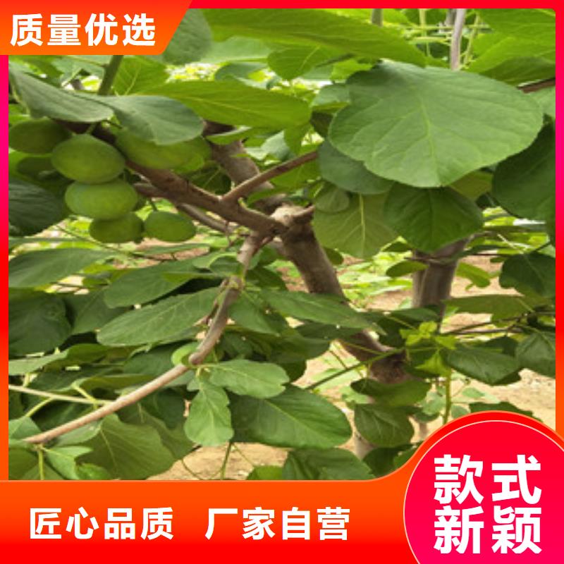 西梅苗-欢迎来电洽谈本地公司