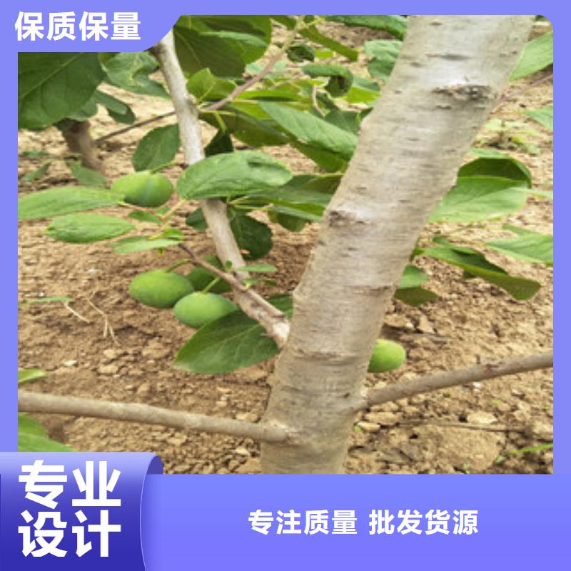 有现货的西梅苗基地当地公司