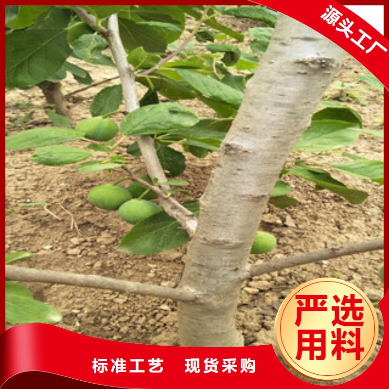 西梅苗库存量充足就近发货
