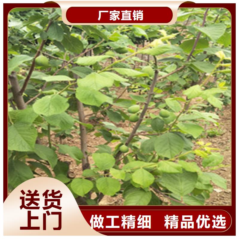 优选：西梅苗公司本地公司