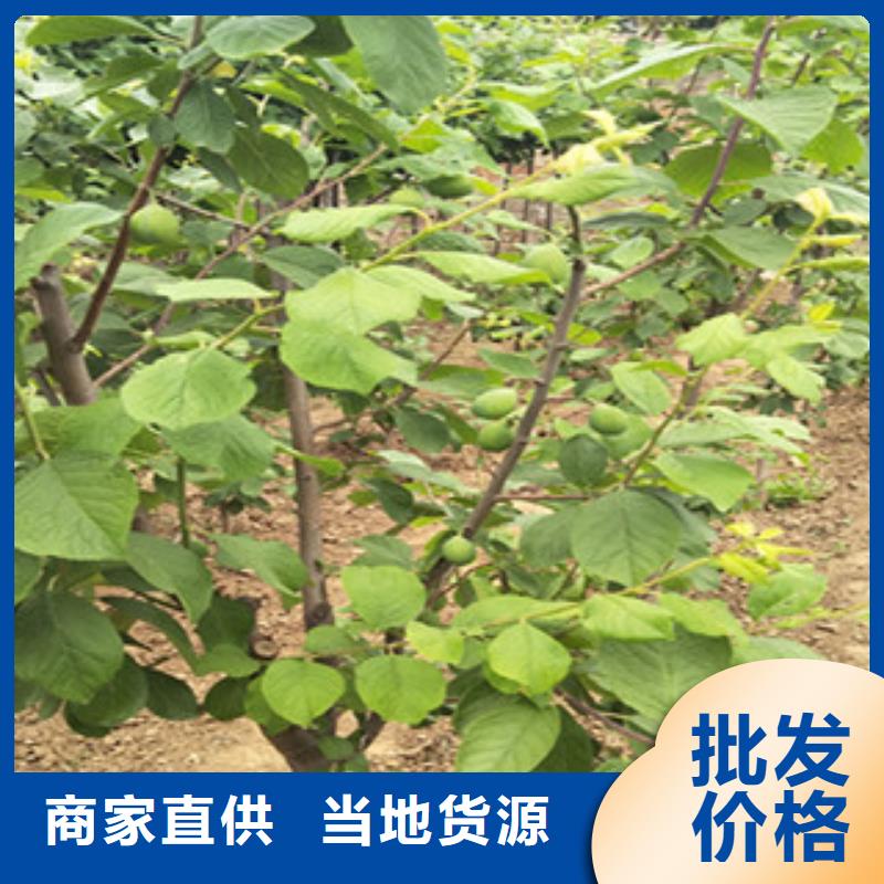 西梅苗实体厂家成本低