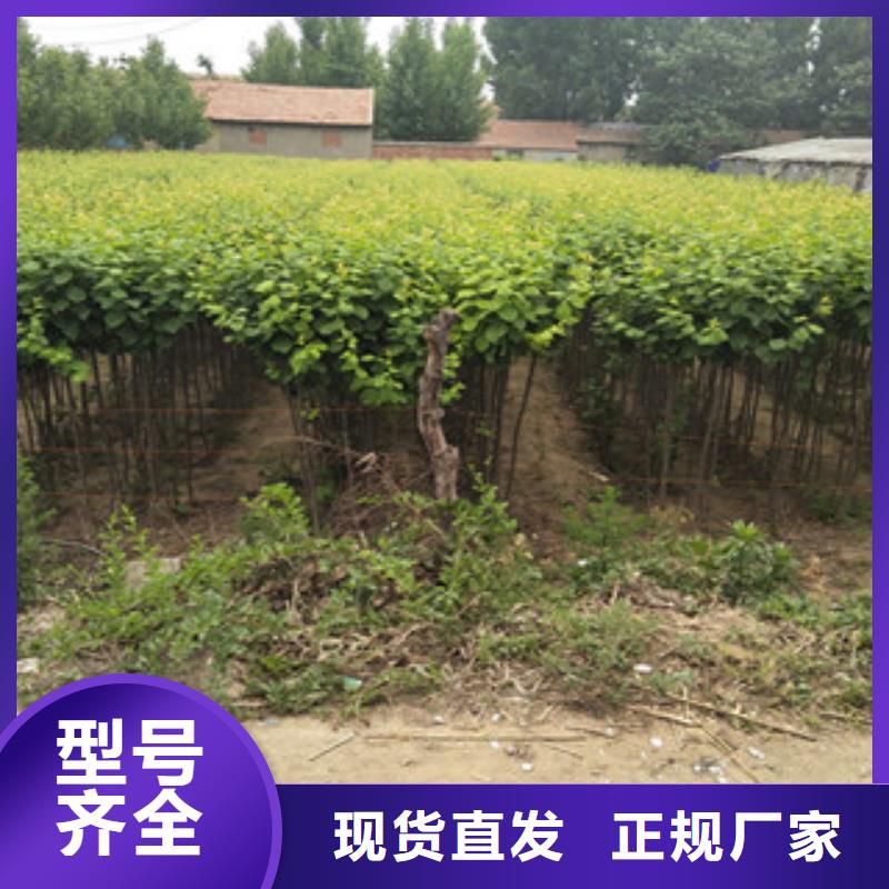 西梅苗资质齐全