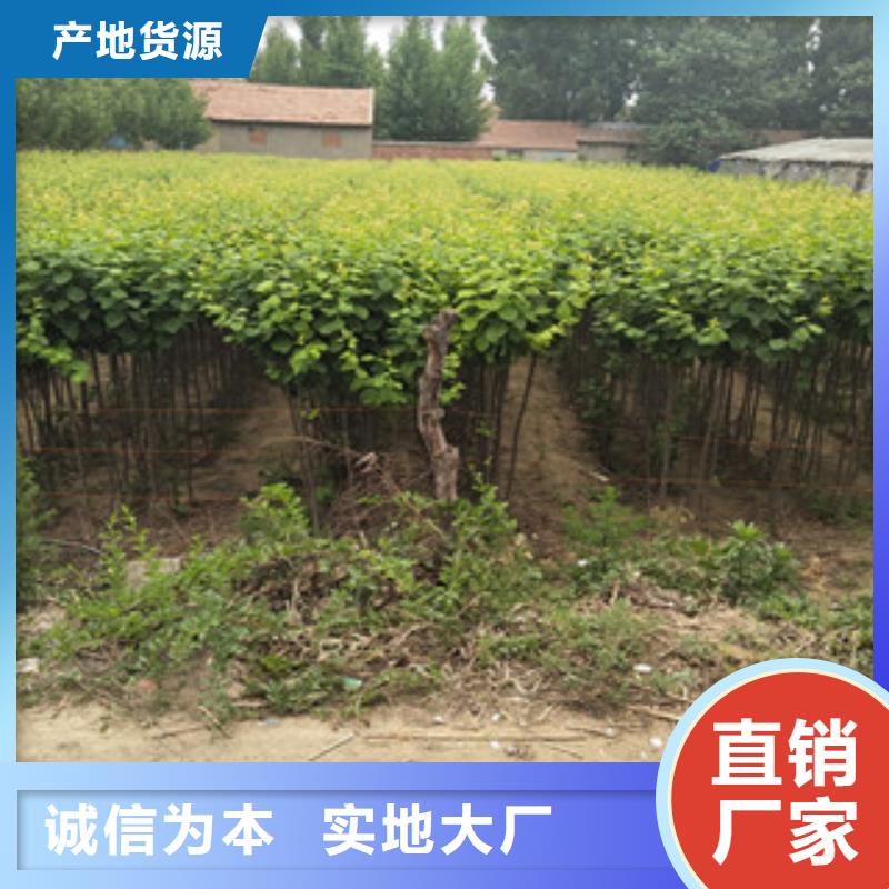 西梅苗以誠為本歡迎咨詢源廠定制